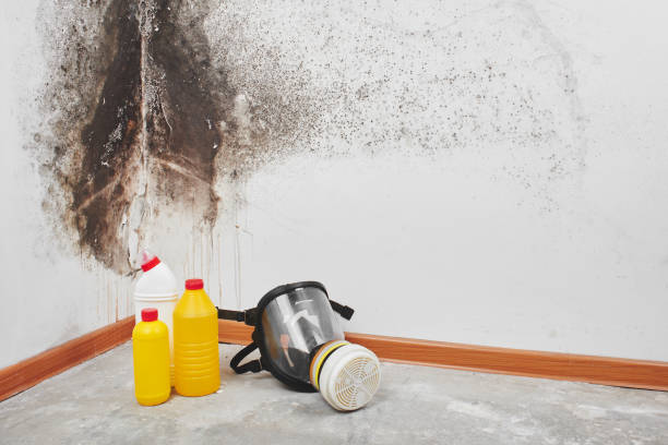 Best Emergency Mold Removal  in Gilroy, CA