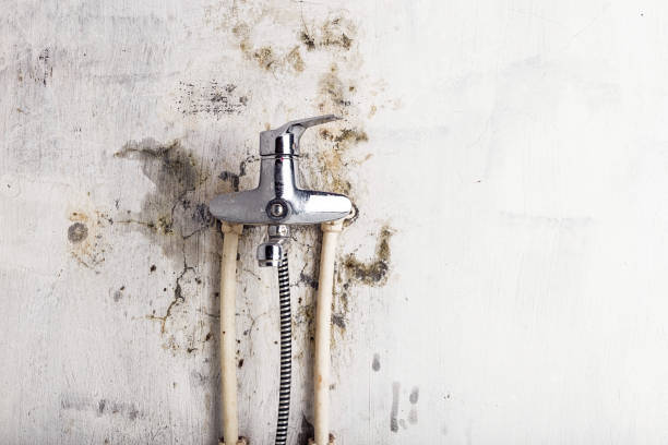Best Local Mold Removal Service  in Gilroy, CA