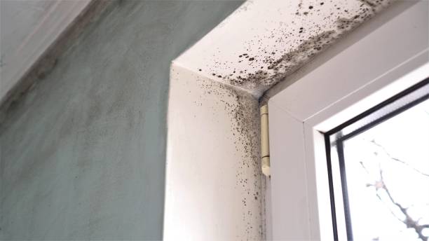 Best Black Mold Removal  in Gilroy, CA