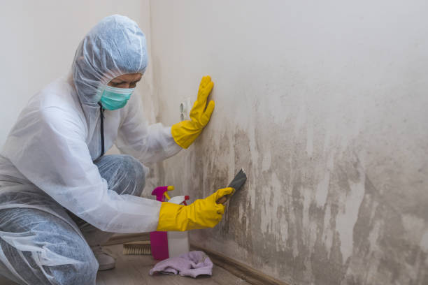 Best Commercial Mold Removal  in Gilroy, CA