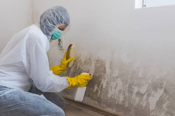 Best Mold Testing  in Gilroy, CA