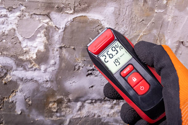 Best Mold Damage Repair  in Gilroy, CA