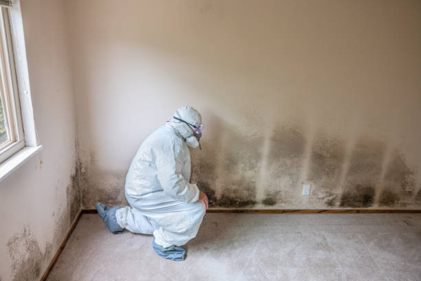 Best Commercial Mold Removal  in Gilroy, CA