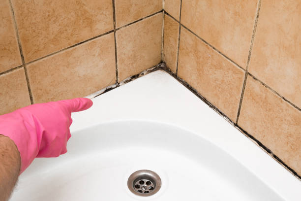 Best Black Mold Removal  in Gilroy, CA