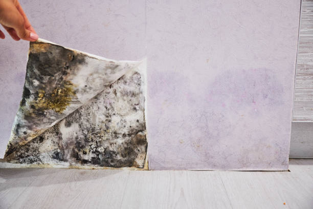 Best Commercial Mold Removal  in Gilroy, CA